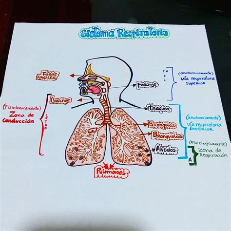Sistema respiratorio | Education | Pinterest | Mental map ...