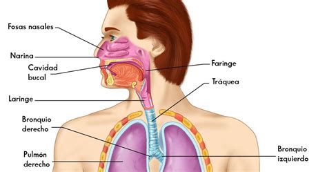 Sistema Respiratorio: Enfermedades Sistema Respiratorio
