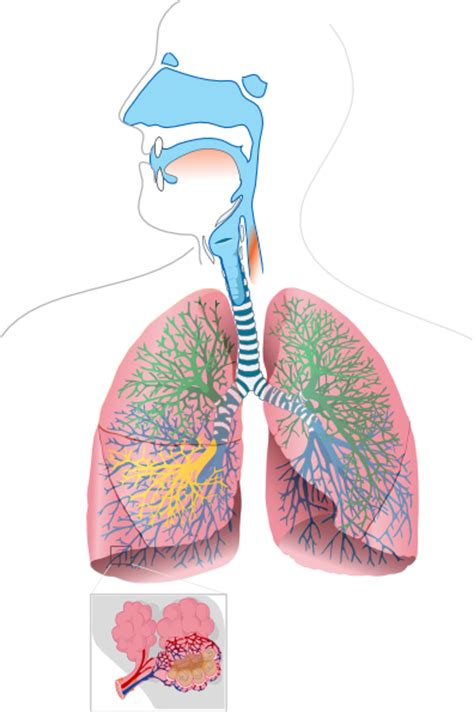 Sistema Respiratorio Fer Clip Art at Clker.com   vector ...