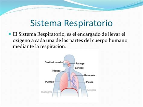 Sistema Respiratorio Humano » Caracteristicas, Partes ...