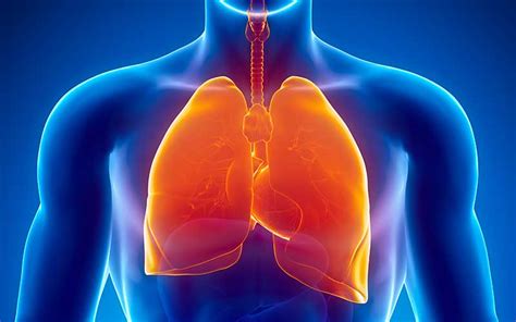 Sistema Respiratorio Humano   Información y Características