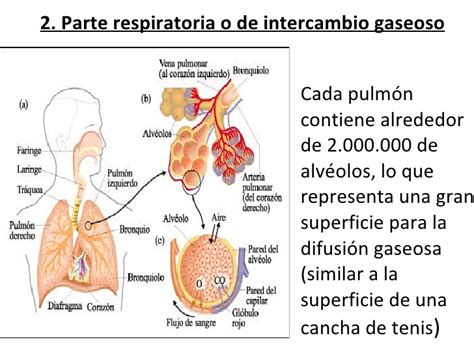 Sistema respiratorio