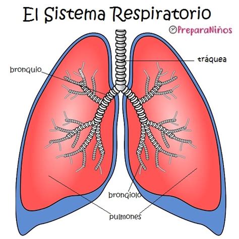 Sistema Respiratorio para Niños: Explicación para Primaria