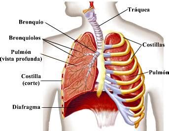 Sistema respiratorio: partes, órganos y funciones del ...
