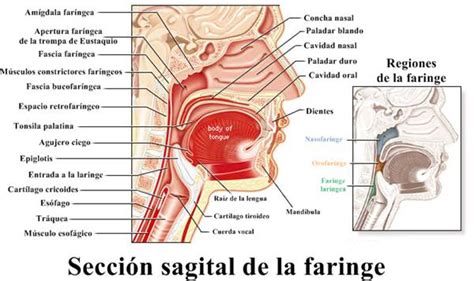 Sistema respiratorio: partes, órganos y funciones del ...