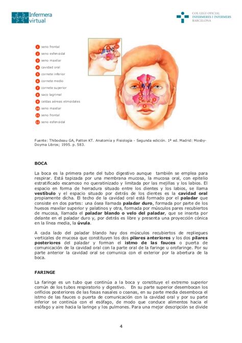 Sistema respiratorio pdf