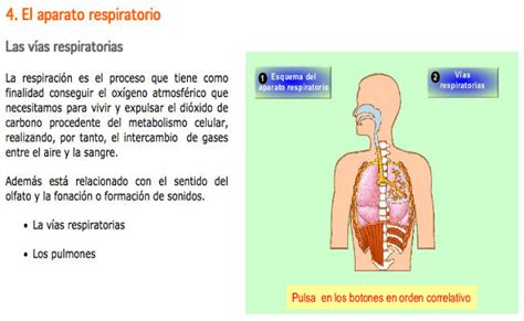 Sistema respiratorio | Pisapapeles