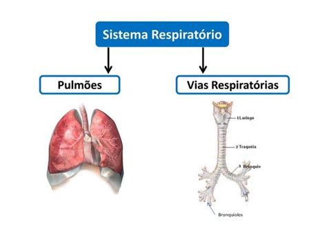 Sistema respiratorio powerpoint