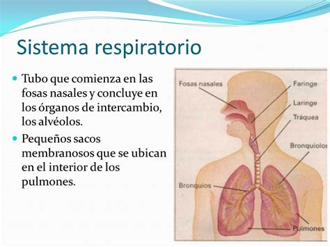 Sistema respiratorio.   ppt descargar