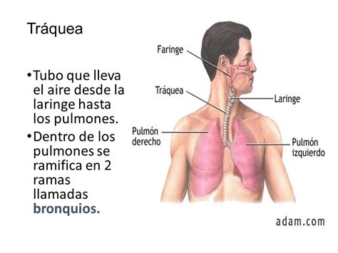 Sistema respiratorio.   ppt video online descargar