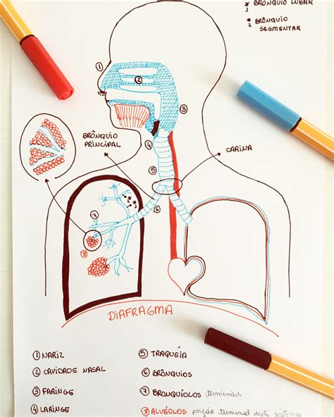 Sistema Respiratório #respiratorysistem #humananatomy # ...