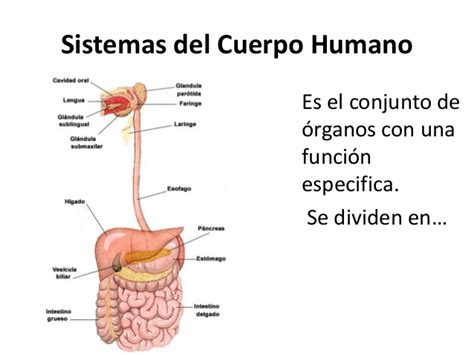 Sistemas cuerpo humano
