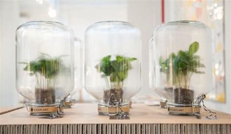 Sistemas de autorriego para tener plantas dentro de casa