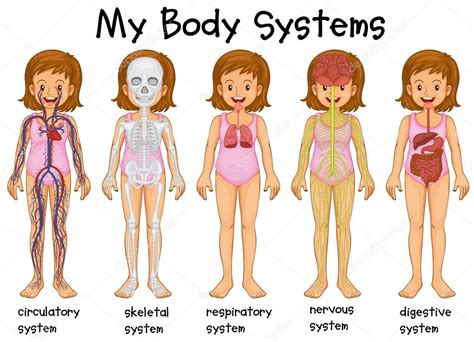 Sistemas de cuerpo humano — Vector de stock ...