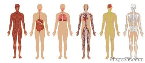 Sistemas del cuerpo humano | BIOPEDIA