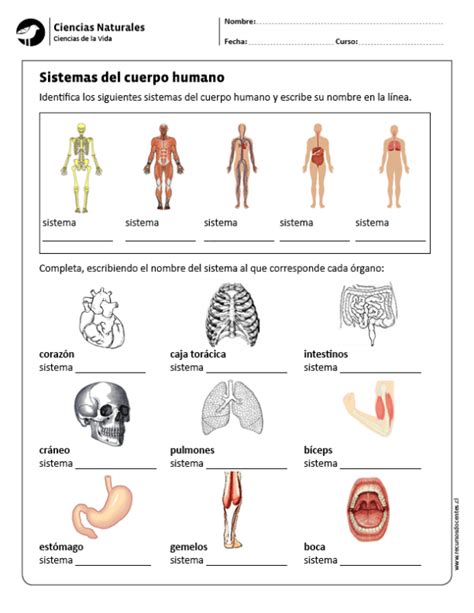 Sistemas del cuerpo humano | educacion | Pinterest ...
