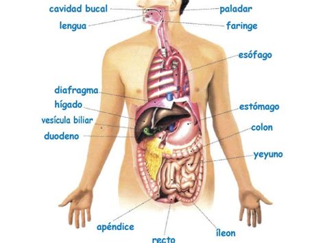 Sistemas del cuerpo humano: Sistema digestivo | ElPopular.pe