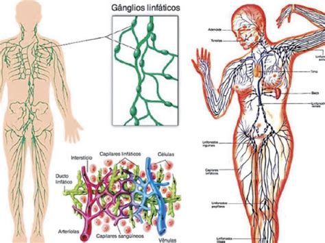 Sistemas del cuerpo humano: Sistema linfático | ElPopular.pe