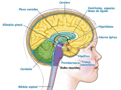 Sistemas del cuerpo humano: Sistema Nervioso | ElPopular.pe