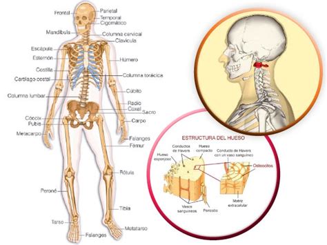 Sistemas del cuerpo humano: Sistema Óseo | ElPopular.pe