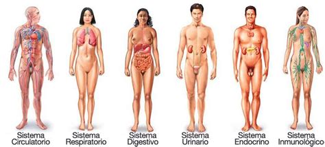 Sistemas del cuerpo humano y sus funciones