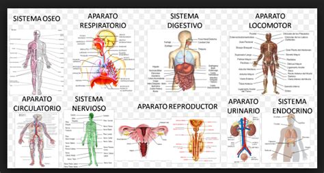 Sistemas del cuerpo Humano y sus Funciones – Inicio