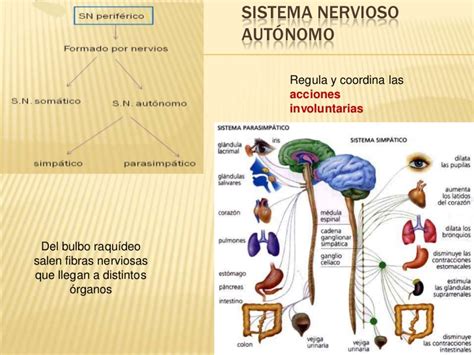 Sistemas nervioso y endocrino