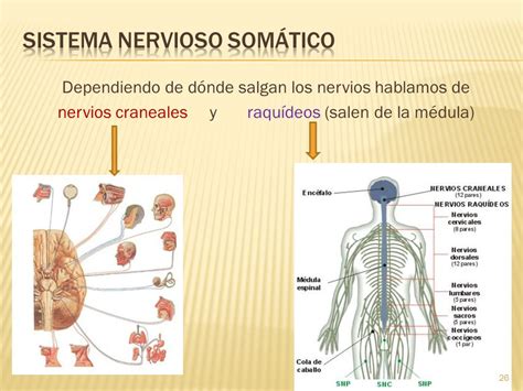 Sistemas nervioso y endocrino   ppt video online descargar