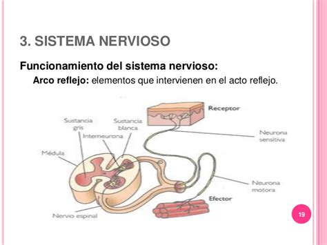 Sistemas nervioso y hormonal