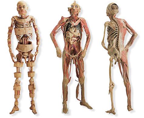 Sistemas y aparatos del cuerpo humano | Biblioteca de ...