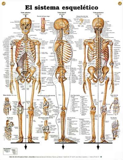 Skeletal: El sistema esqueletico | Sistema esquelético ...