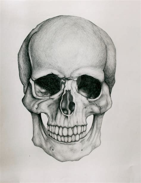 Skull Drawings Images   Reverse Search