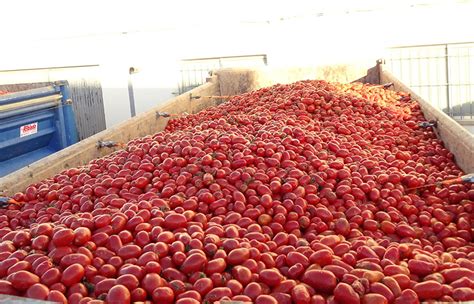 “La Tomatina”  Tomato Fight , Buñol  Valencia ...