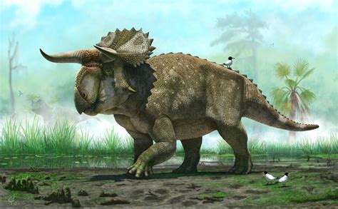 “Large Nosed Horned Face” Nasutoceratops Debuts – Phenomena
