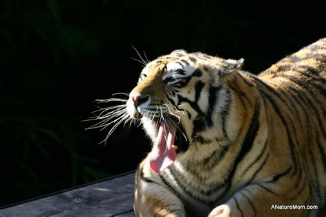 Sleepy tiger + discount to the Oakland Zoo | Chronicles of ...