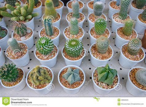 Small Different Types Of Cactus Plants. Stock Image ...
