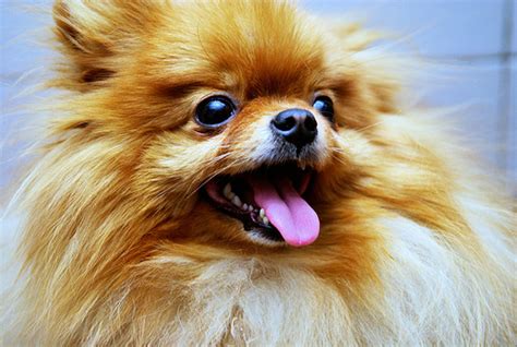 Small Dogs Rule! | Pomeranian Country of Origin: Germany ...