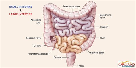 Small Intestine Function, Location, Parts, Diseases & Facts