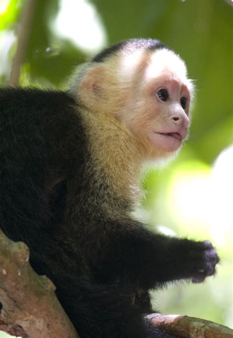 Small Monkey Breeds For Pets