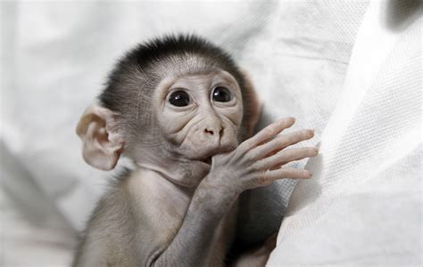 Small Monkey Breeds For Pets