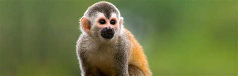 Small Monkey Breeds