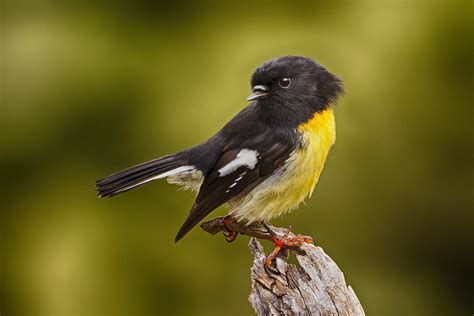 Small Yellow And Black Bird | www.pixshark.com   Images ...