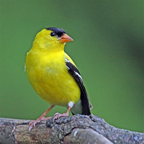 Small Yellow And Black Birds