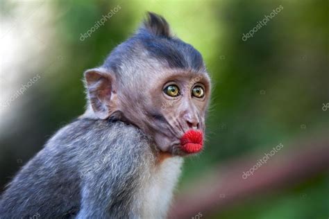 Śmieszne małpy z czerwonymi ustami — Zdjęcie stockowe ...