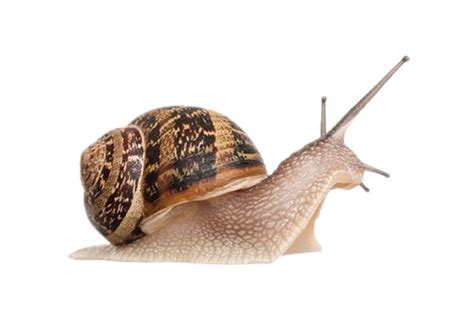 Snails PNG images free download, snail PNG