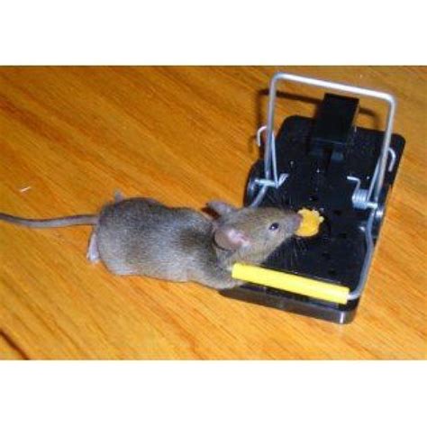 Snap E Mouse Trap, easy to use and safe mouse trap now ...