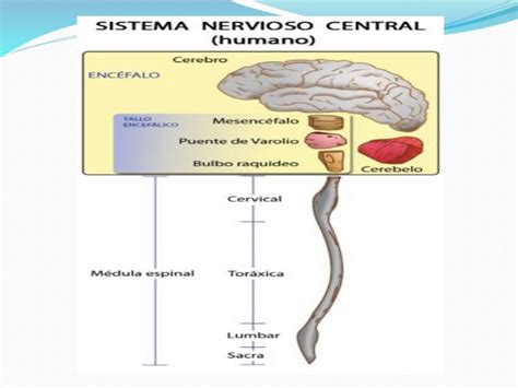 SNC sistema nervioso central