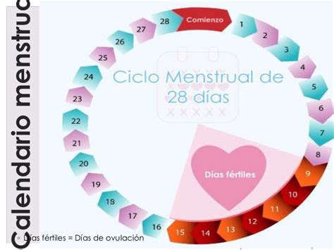 Sobre el ciclo menstrual, el embarazo el