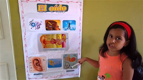 Sol expone: El Oído, Partes y Funciones para niños   YouTube