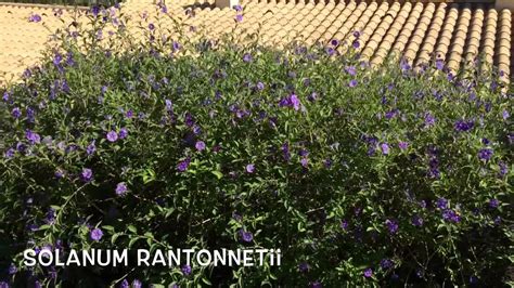 Solanum rantonnetii. Garden Center online Costa Brava ...